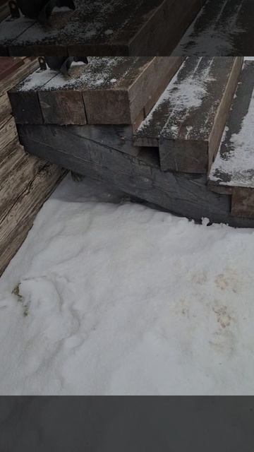 1000056945.mp4 (Собака наблюдает за устройством лестницы на 2-ой этаж в доме А-фрейм)