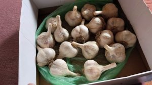 Кто про что, а про чеснок. Что нужно для комфортной жизни на даче.