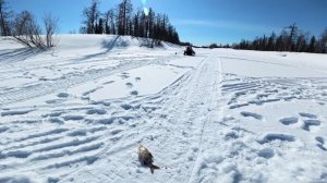 Рыбалка в Эвенкии. Разнорыбье. Часть 2.