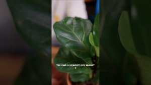 Фикус Лирата: гид по уходу за королем интерьеров