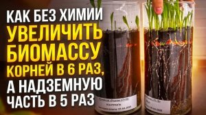 Думаете, погода — главный фактор урожая? Ошибаетесь! Всё решает корень.