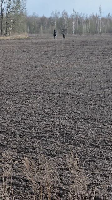 На рыси только на орловцеага