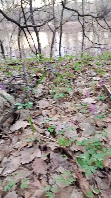 от тюльпана до фиалки