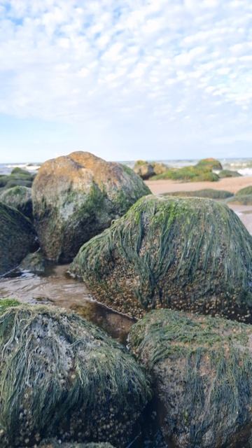 Волосатые камни Балтийского моря.