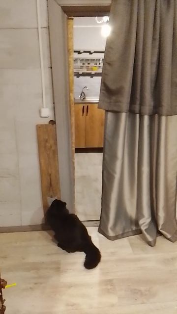 кошка и мышка!!!