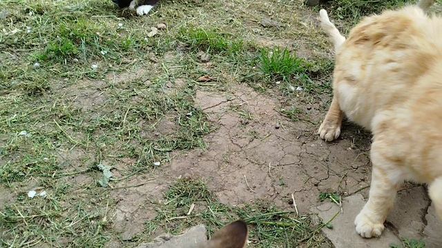 24 апреля домашний миниприют кошек. 