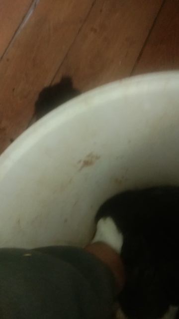 Переносим крольчат в новый вольер!!!!