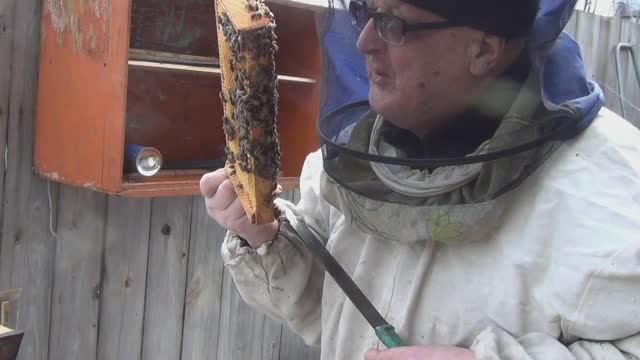 Как дела  с весенней убылью пчёл