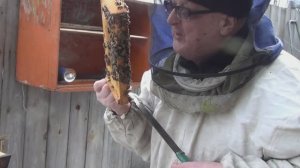 Как дела  с весенней убылью пчёл