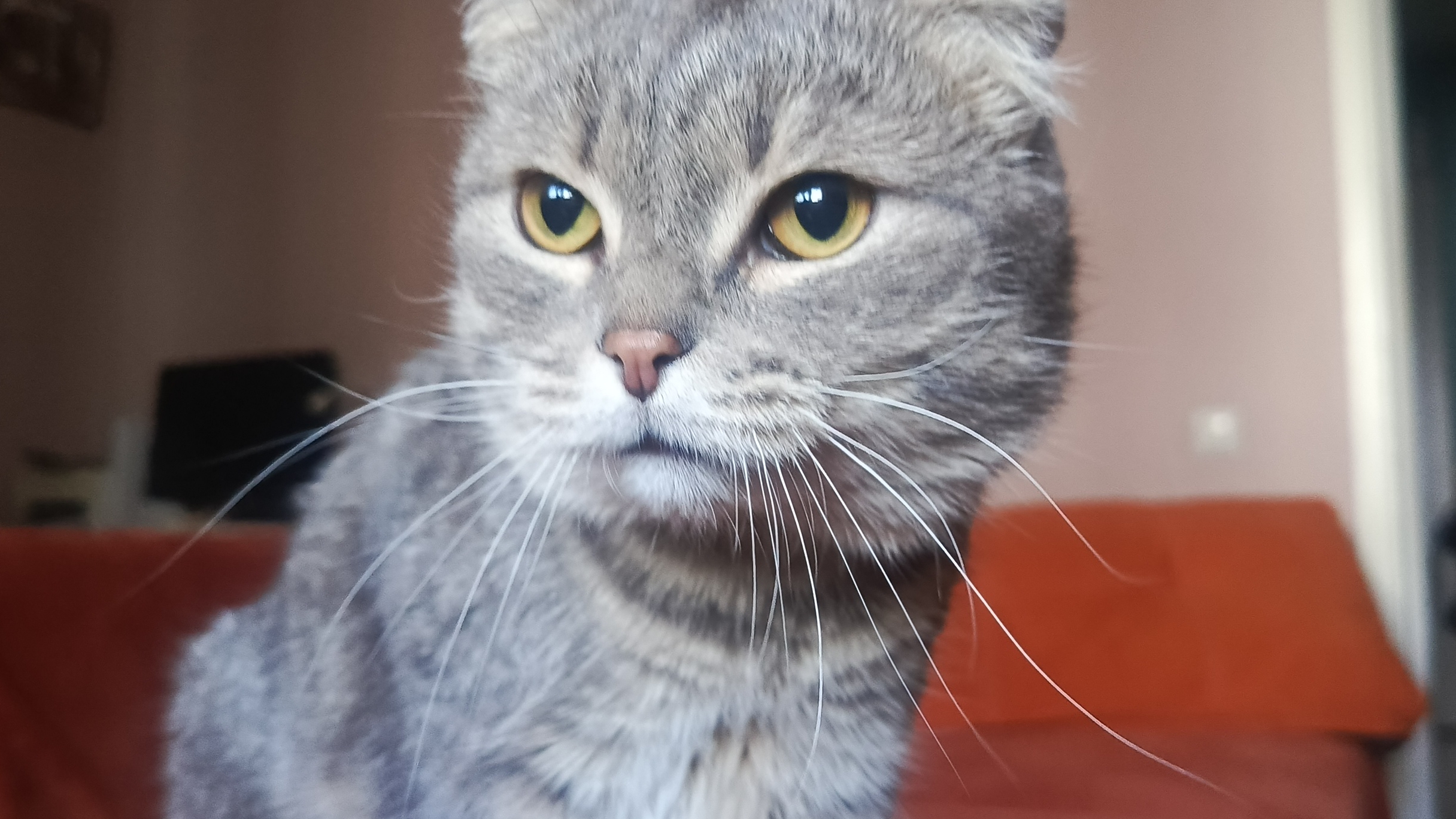 Кот 🐱 Маркус сидит на диване