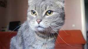 Кот 🐱 Маркус сидит на диване