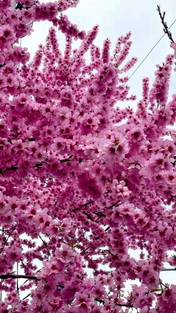 Ялта цветёт и пахнет🌸🤗