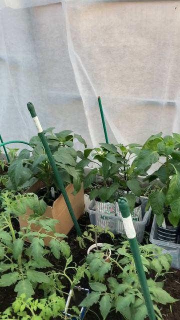 Томаты в теплице 29 апреля 2023 года.