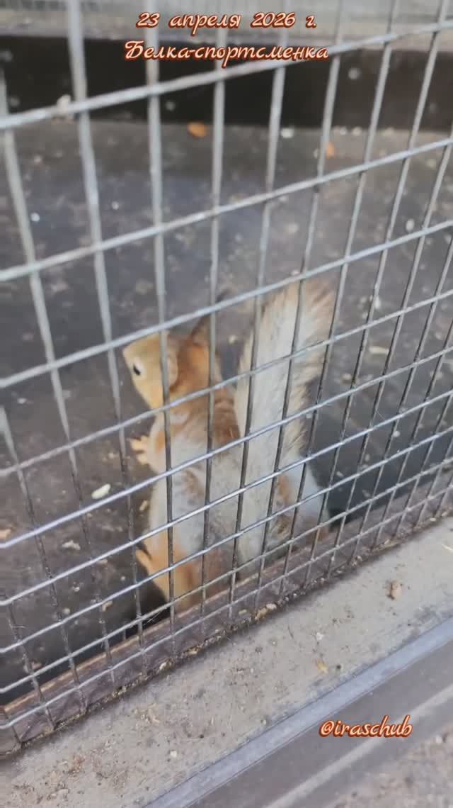 23 апреля 2026 г. Алупка. Воронцовский парк. Белка-мотиватор #ялта #ялта2026 #алупка