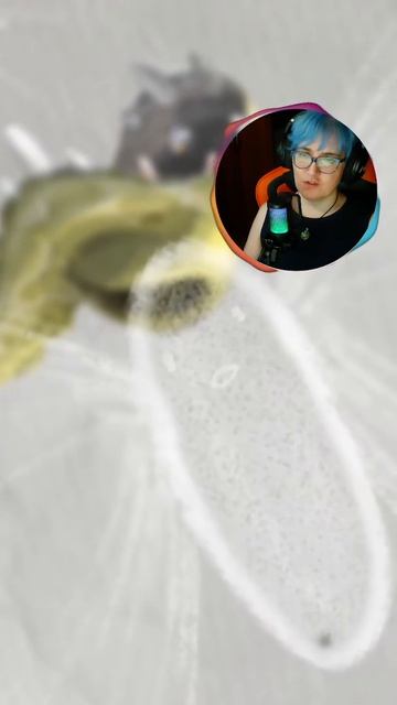 Улетай уже! Улетай! в Чистоклювик