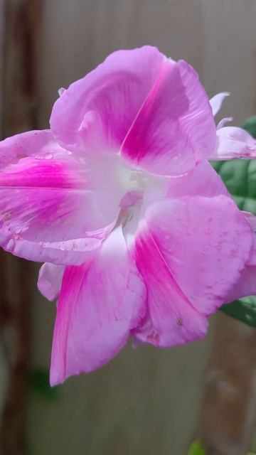 Цветок, который живёт один день... но возвращается каждое утро ✨