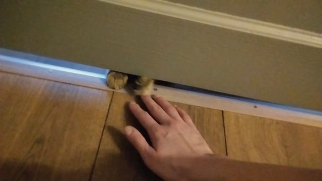 #мои шерстяные друзья