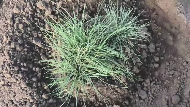 Выращивание многолетнего цветка овсяницы из семян