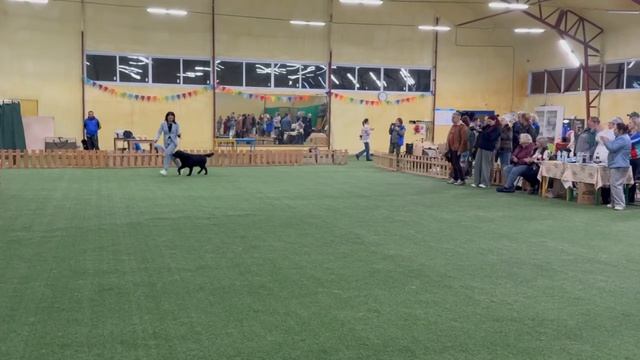 Best in Show Ретривер 2026
