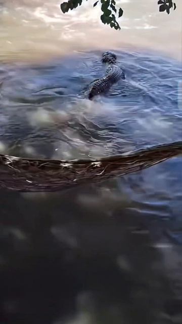 Случай на курорте с крокодилом