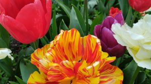Севастопольские тюльпаны