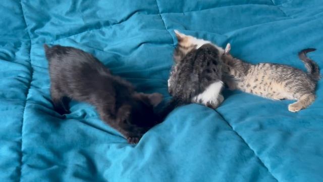 VID_20260424_155352_034.mp4