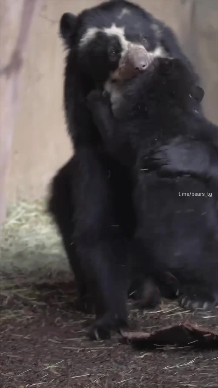 видео животные Милые