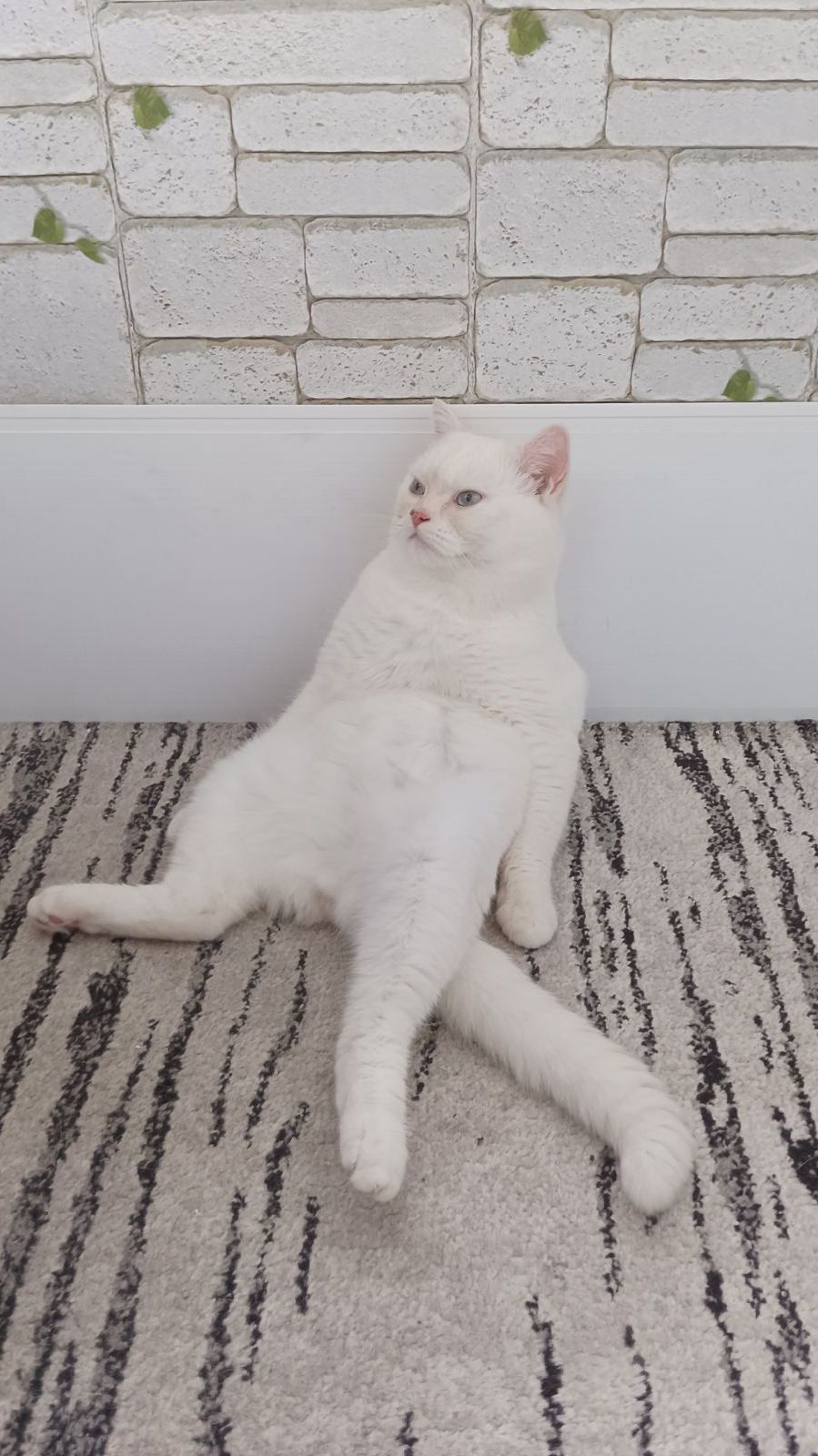 VID_20260423_113936 Покормите котика