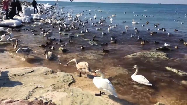 Каспийское море, февраль 2014