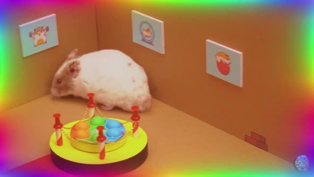 Приключения хомяков в лабиринте: найдут ли они выход?!... часть 4