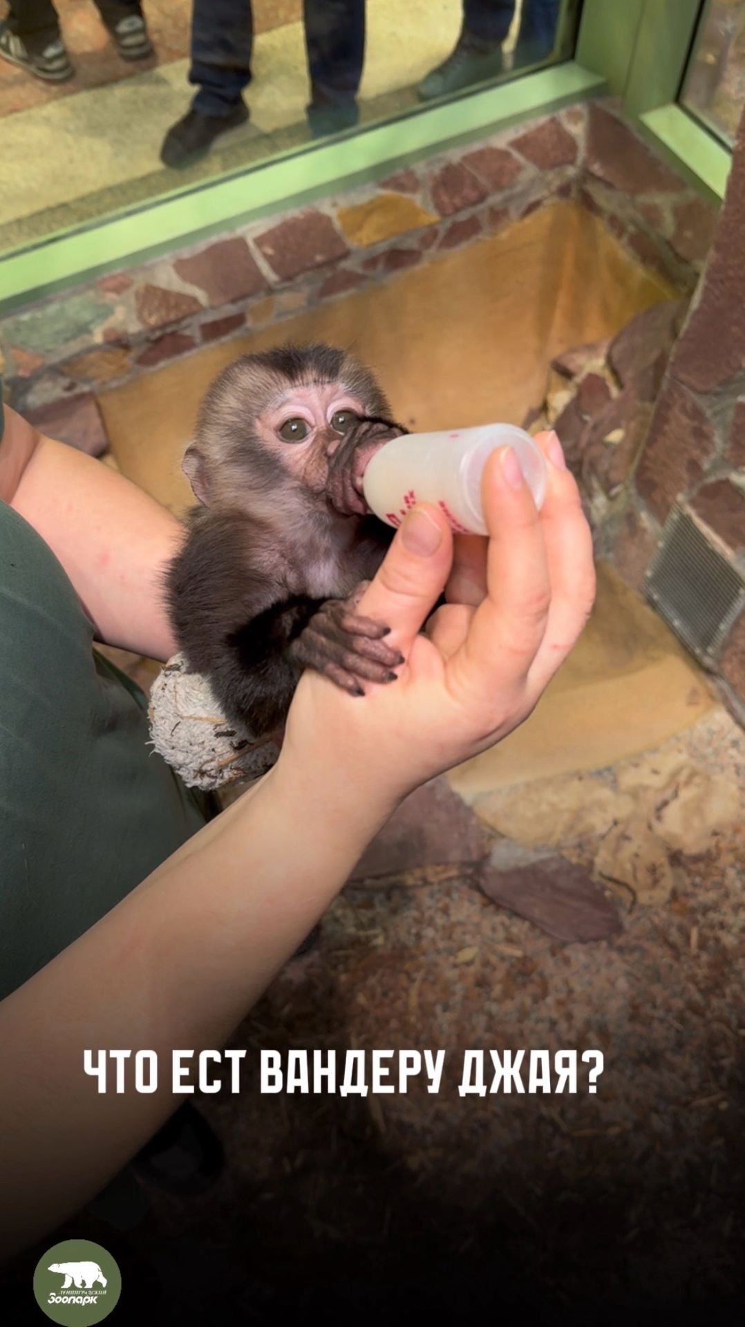 Новое видео любви к маленькой макаке Джае!