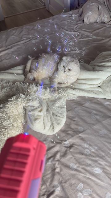 Котик игра Поберегись 