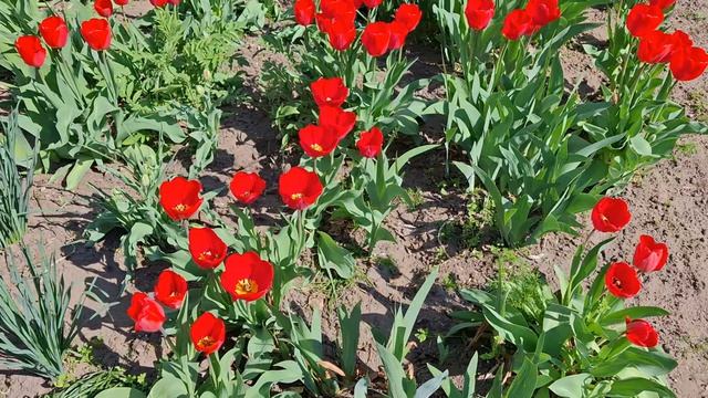 Мелитополь.Тюльпановый рай.20.04.26г