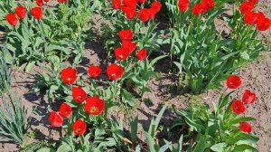 Мелитополь.Тюльпановый рай.20.04.26г