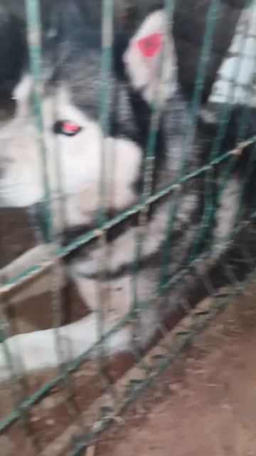 Уфа, Башкирия
Попал в отлов вот такой красотун😭
Пожалуйста, сделайте репост🙏
Другие регионы