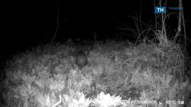 В заповеднике на границе Тульской области зафиксировано пробуждение барсуков
