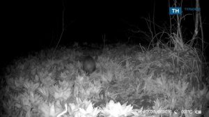 В заповеднике на границе Тульской области зафиксировано пробуждение барсуков