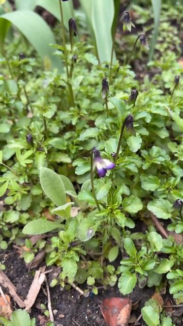 ДНР. Харцызск. 24.04.2026. Цветы у дома. Анютины глазки