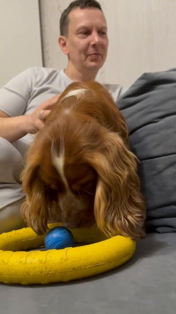 Наши собаки