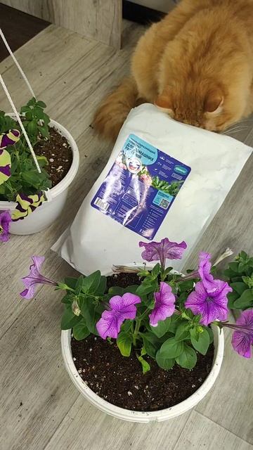 Сделайте с ПЕТУНИЕЙ ТАК ОБЯЗАТЕЛЬНО! Петуния будет пышный цветущий шар!