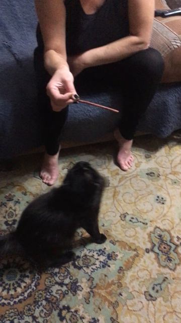 Дразним котика