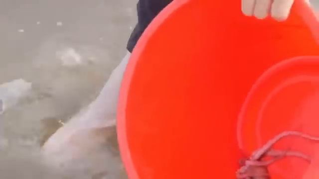 Small Chapter Catch Sea Big Leak To Witness The Belt Spawning [get.gt]