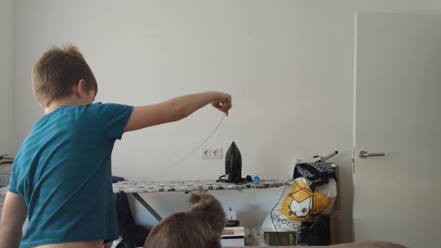 вторая кошка