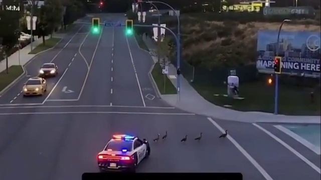 Полицейские попытались поторопить уток, которые медленно переходили дорогу