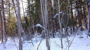 Запустил часть капканов.