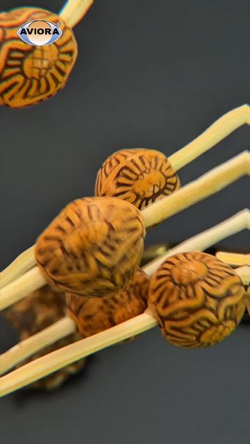 Декоративные пики из бамбука Бусина Этно 120 мм AVIORA