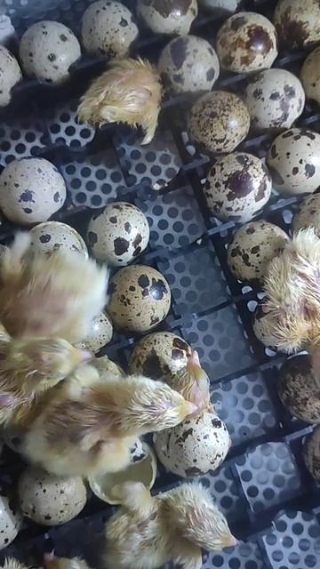 Вылуп перепелов 24 апреля #инкубация #милота #цыплята #перепелки #перепел