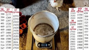 32,36 и 37 суток бройлеру . Тестируем новый к.к для бройлера Фермерская усадьба СерНатти