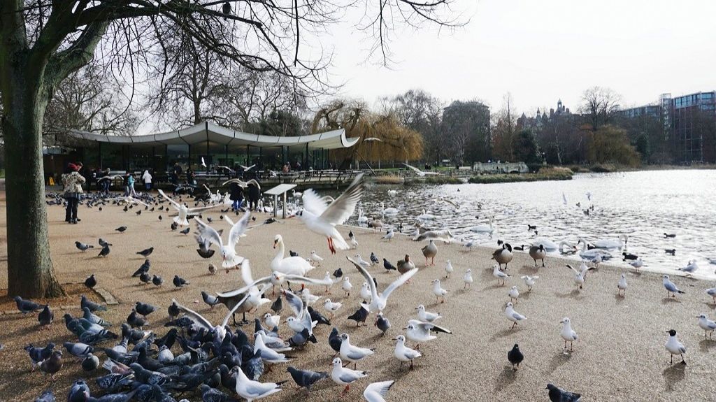 ПЕРНАТАЯ «УРБАНИЗАЦИЯ».