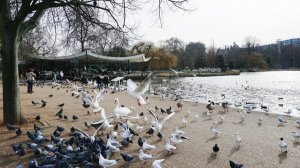 ПЕРНАТАЯ «УРБАНИЗАЦИЯ».